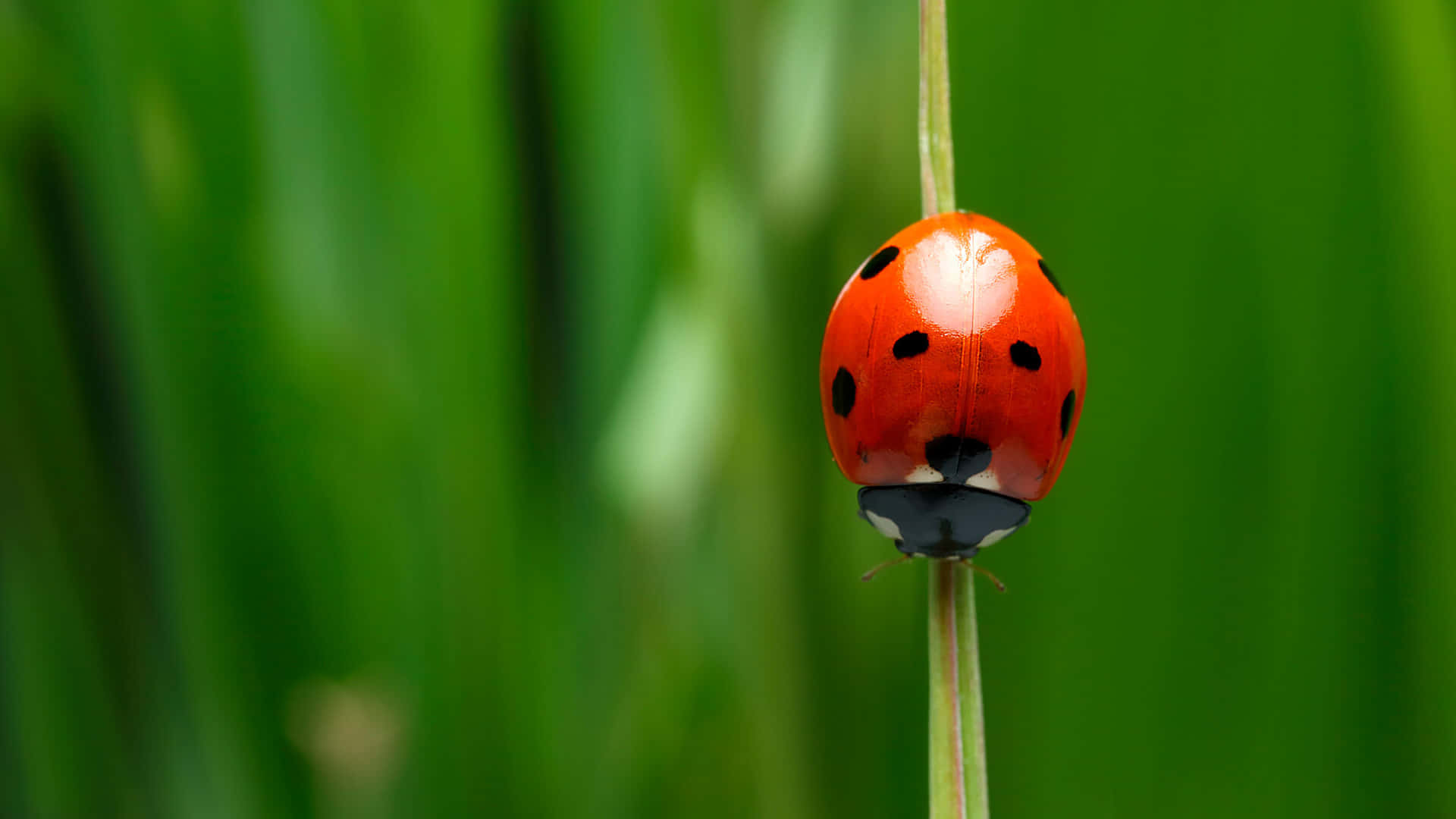 Ladybug Pictures Wallpaper