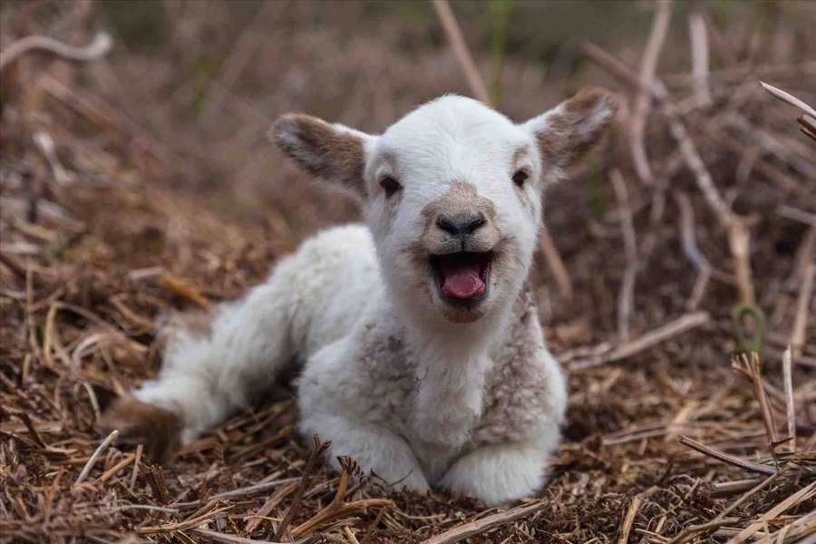 En glad lille lam liggende på strå med åben mund. — Lamb Wallpapers