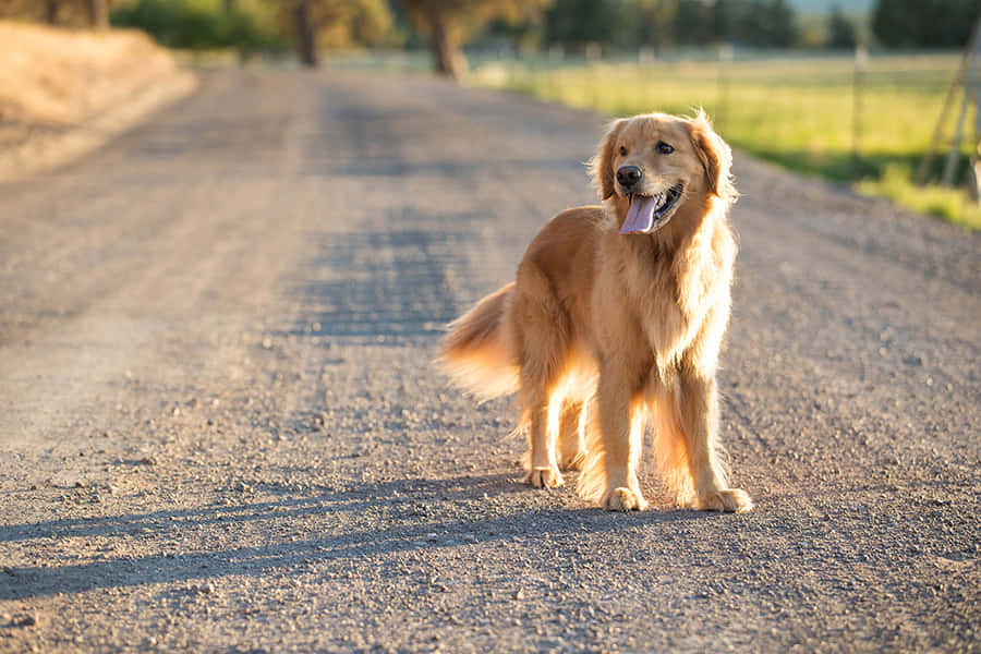 Land Hond Achtergrond