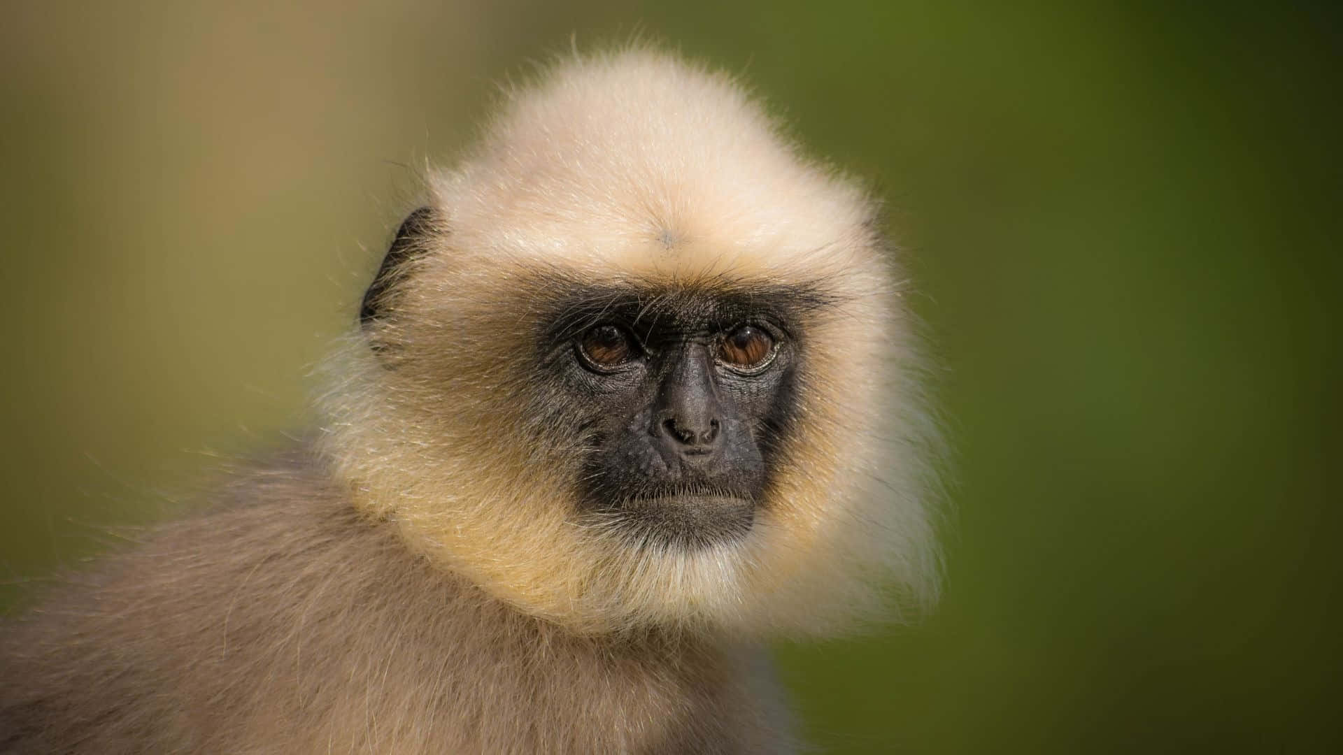 Langur Wallpaper