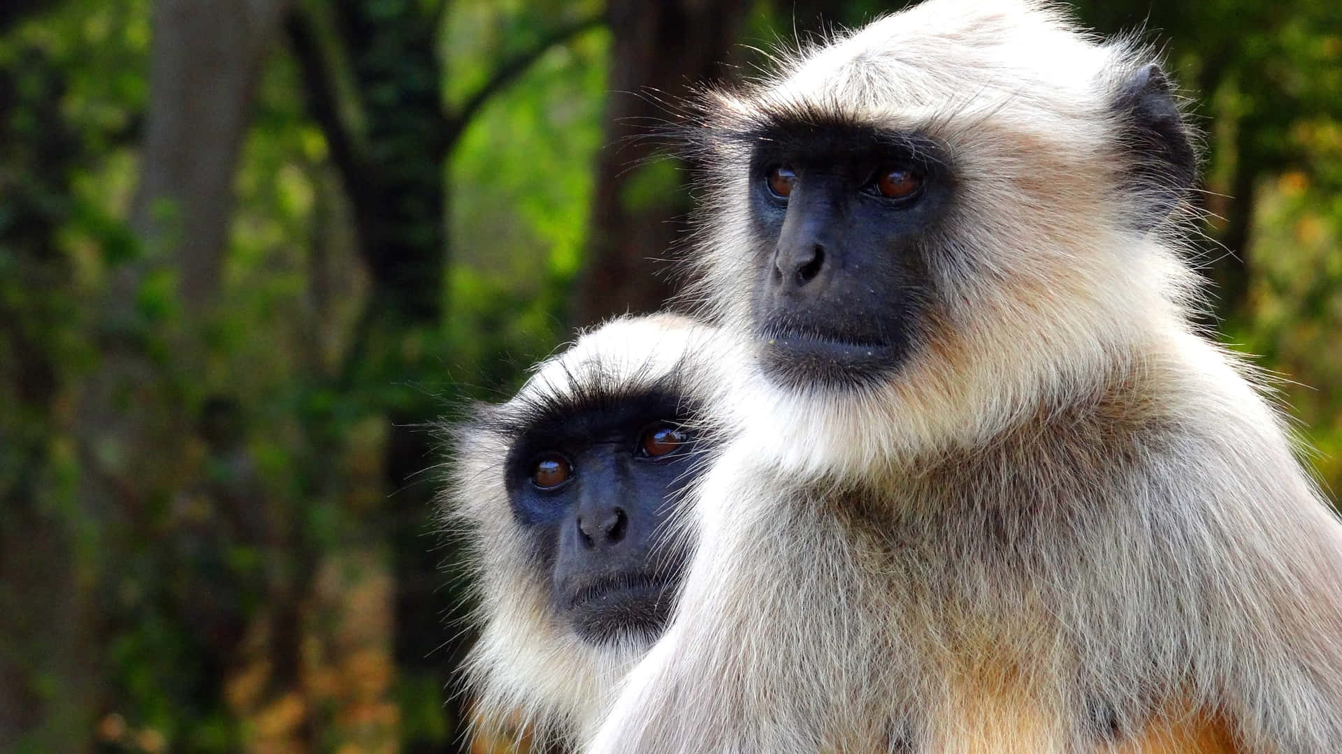 Langur Achtergrond