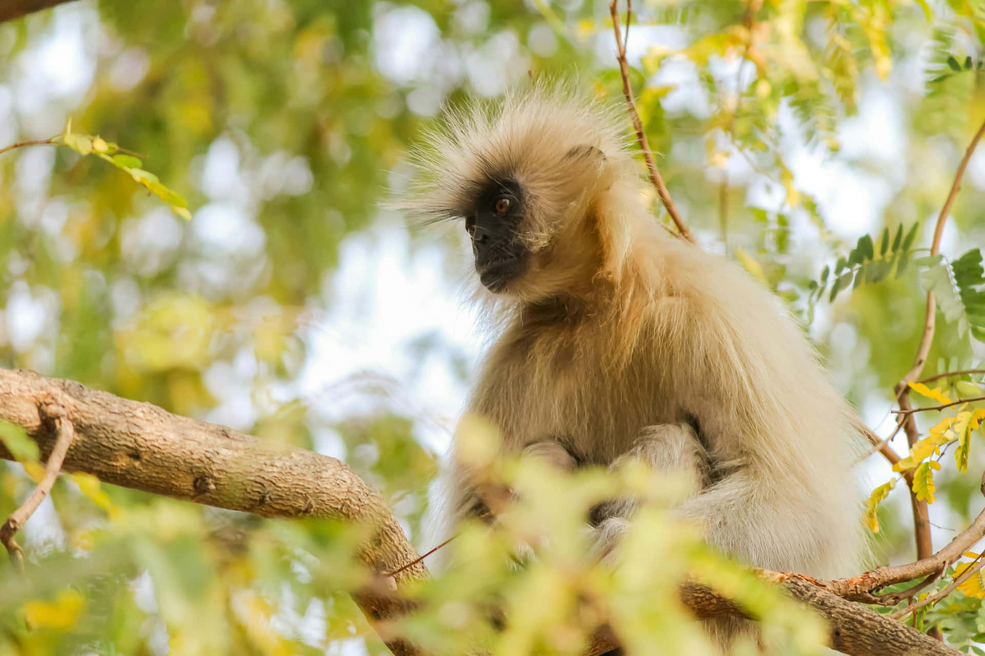 Langur Fond d'écran