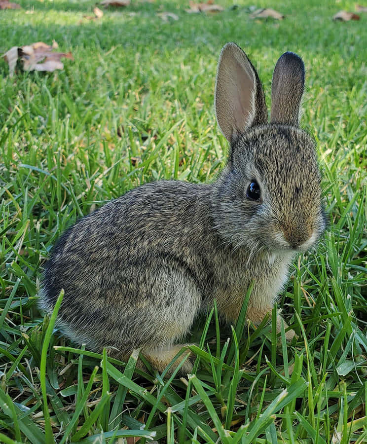 Lapin À Queue De Coton Fond d'écran