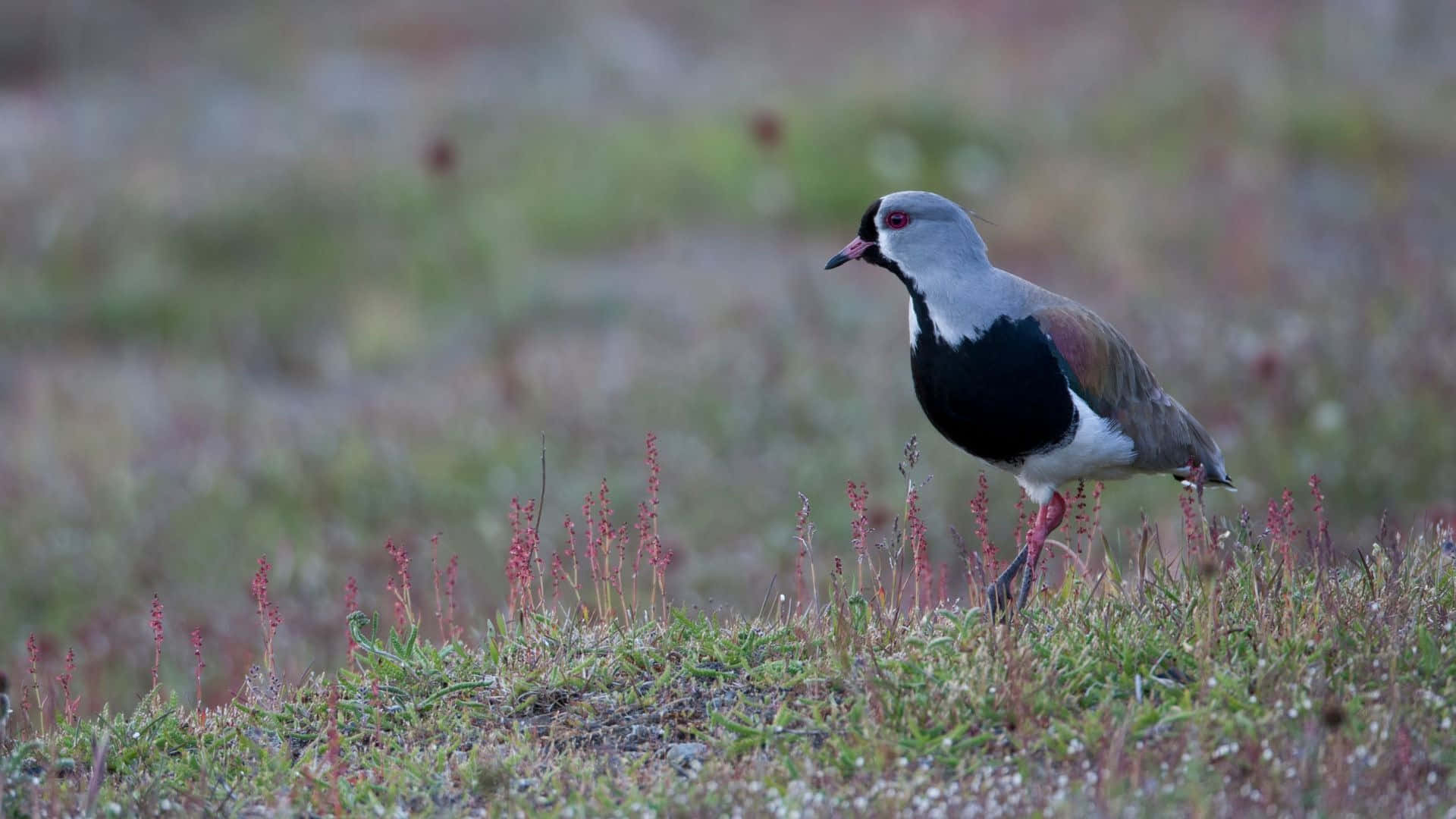 Lapwing Achtergrond