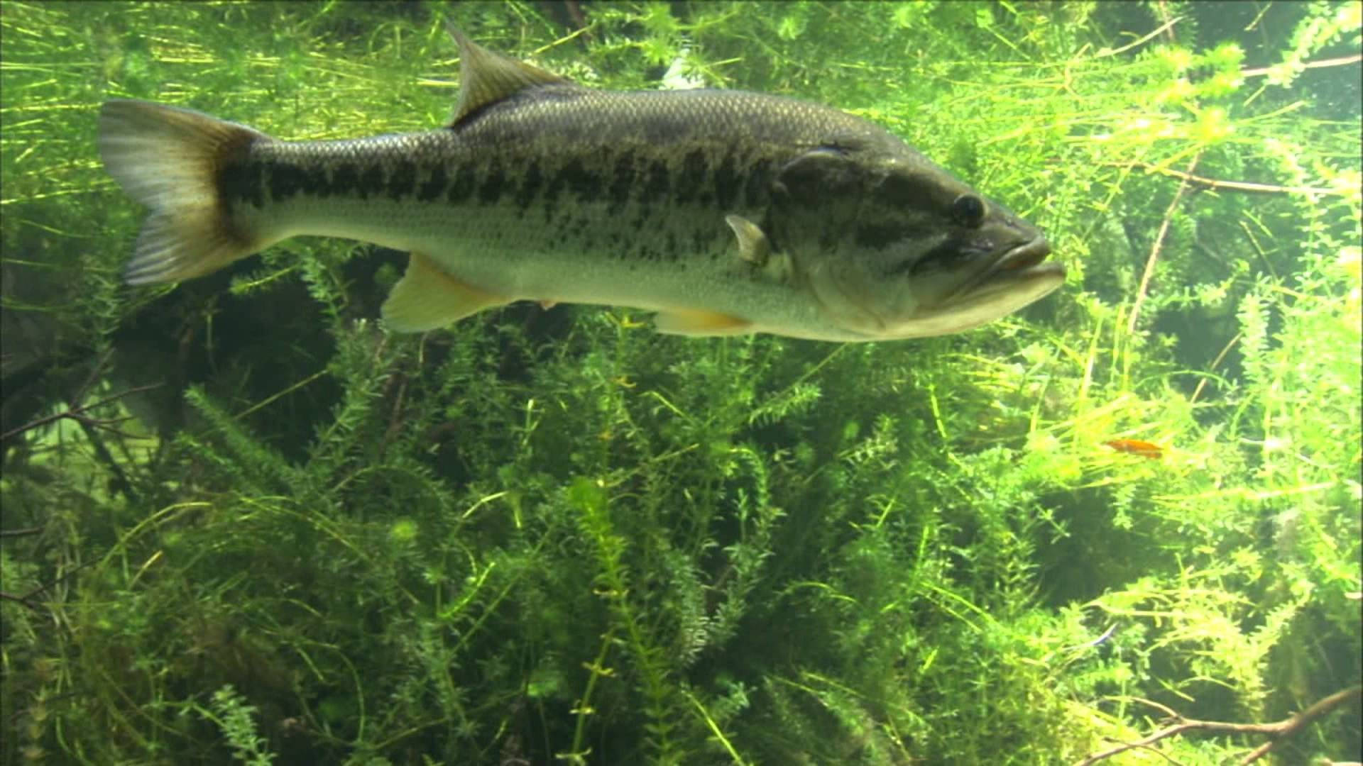 Largemouth Bass Achtergrond