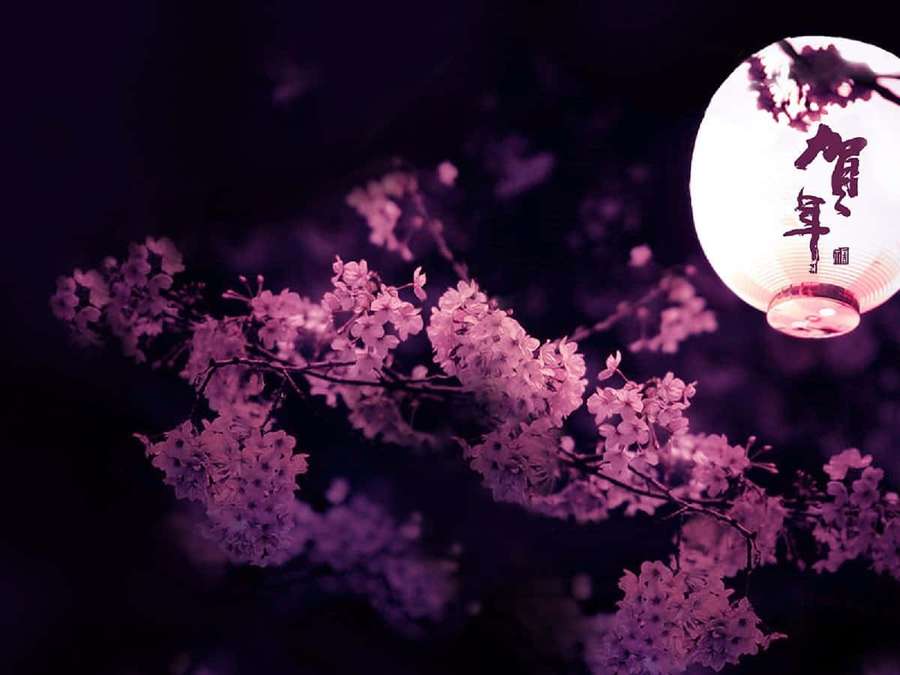 Kirschblüten, beleuchtet von einer leuchtenden japanischen Laterne in der Nacht. — Laterne Wallpaper