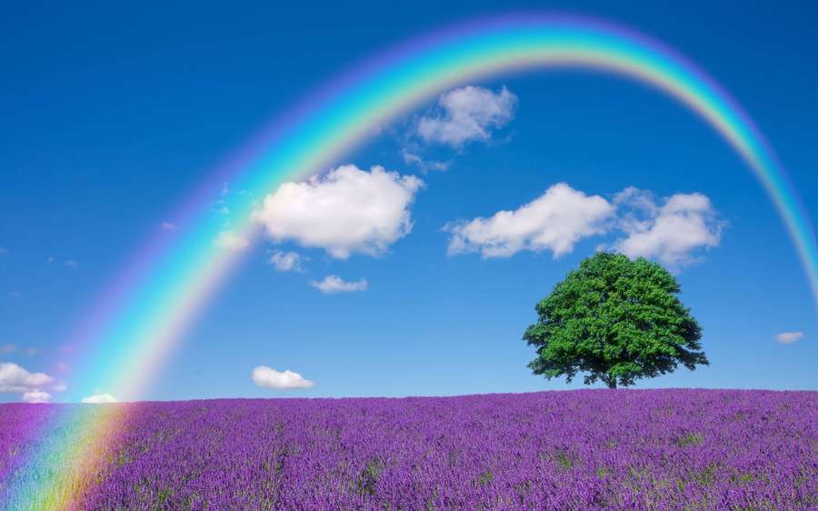Uma única árvore em um campo de lavanda com um arco-íris no céu. — Lavanda Papéis de Parede