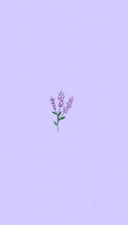 En liten lavendelblomstillustrasjon på en lys lilla bakgrunn. — Lavendel Estetikk Bakgrunner