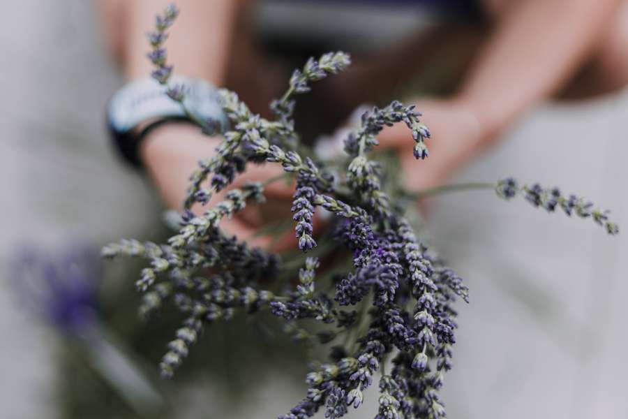 Hænder, der holder en bundt af lilla lavendelblomster. — Lavendel Wallpapers