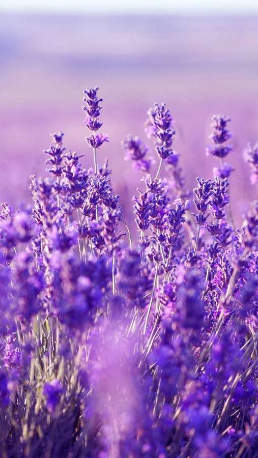 Ein Feld mit Lavendelblüten, die im weichen Sonnenlicht wiegen, mit einem verträumten violetten Hintergrund. — Lavendelfeld Wallpaper