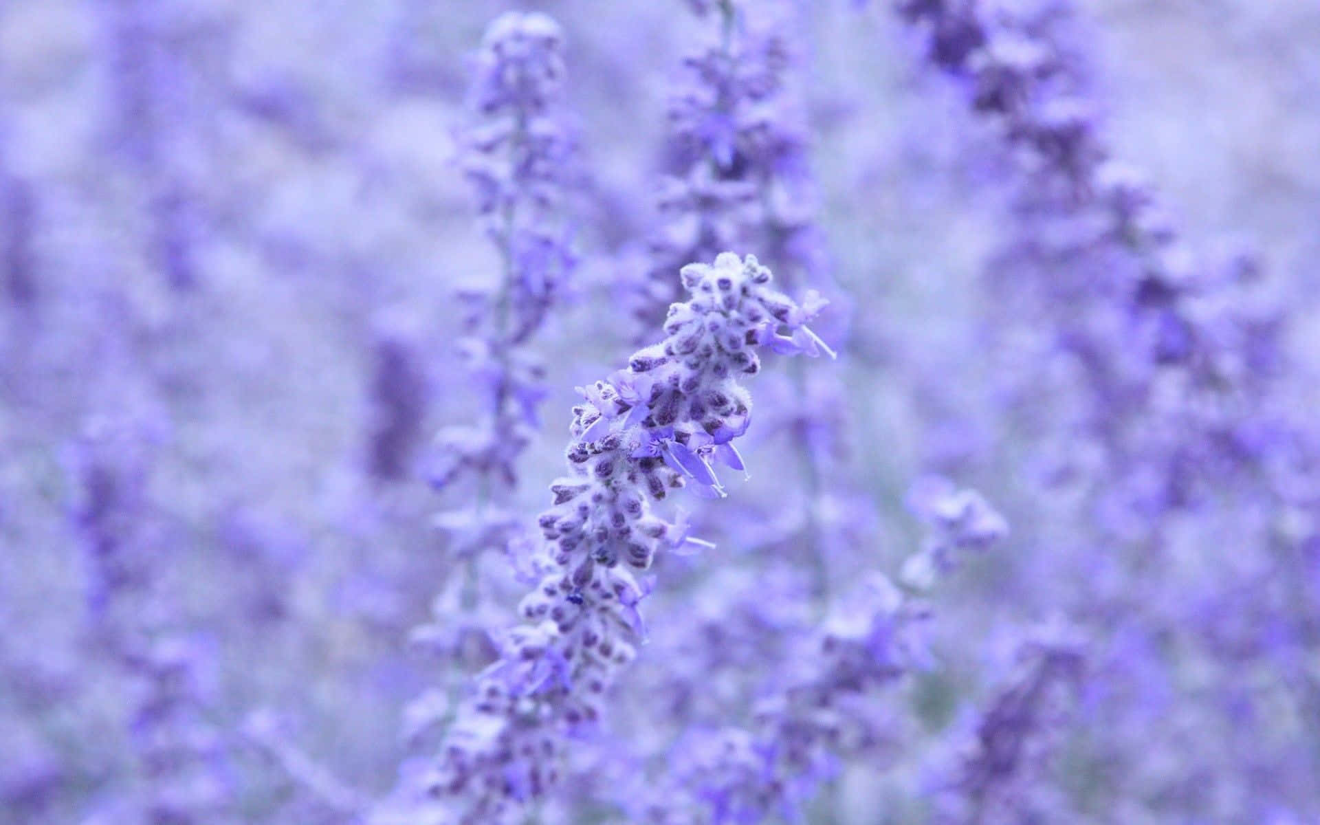 Lavender Background Photos