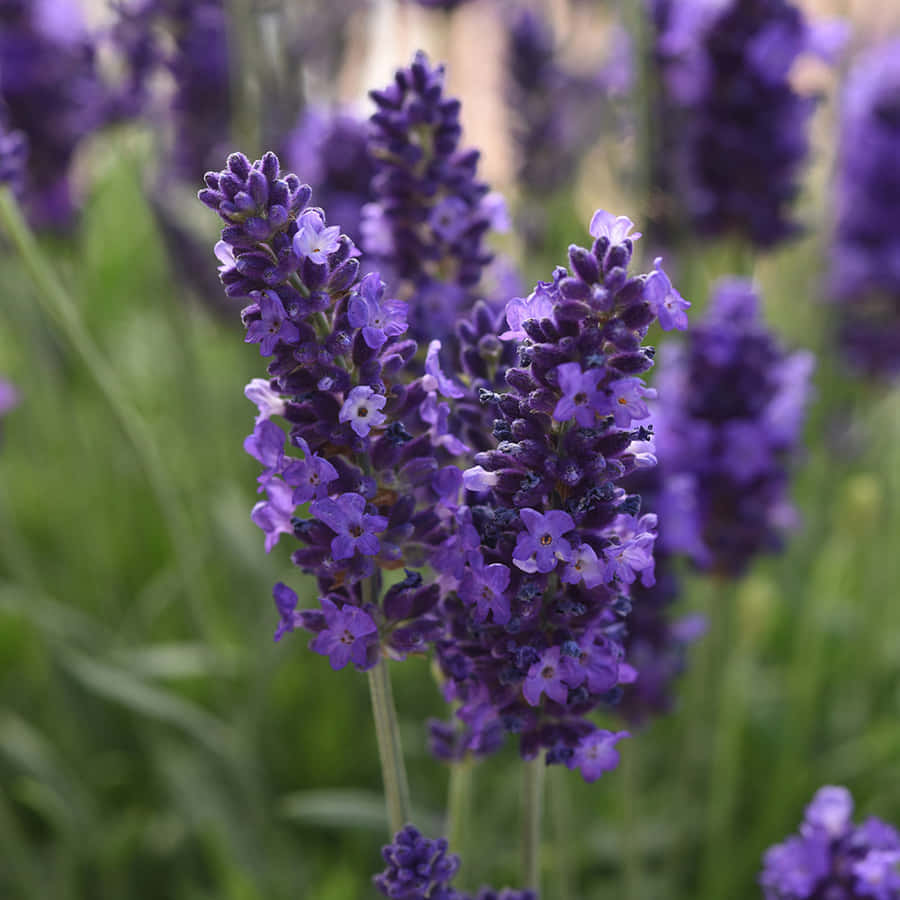 Lavender Blue Wallpaper