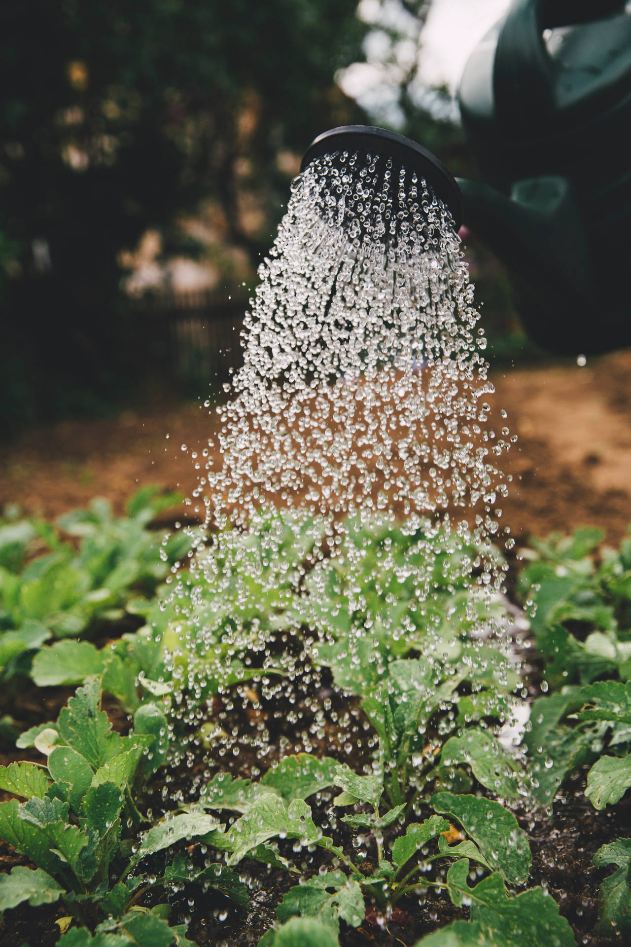 Le Immagini Degli Agricoltori