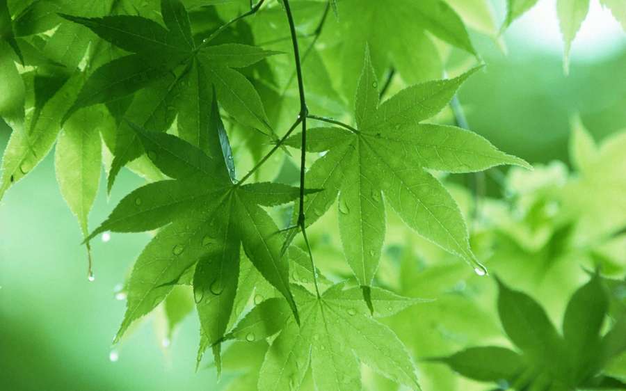 Close-up of dew-covered maple leaves in a lush green forest. — Leaf Background