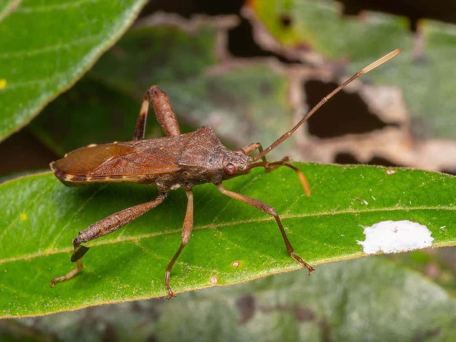 Eine braune Wanze auf einem grünen Blatt mit einem weißen Fleck — Leaf-footed Bug Wallpaper