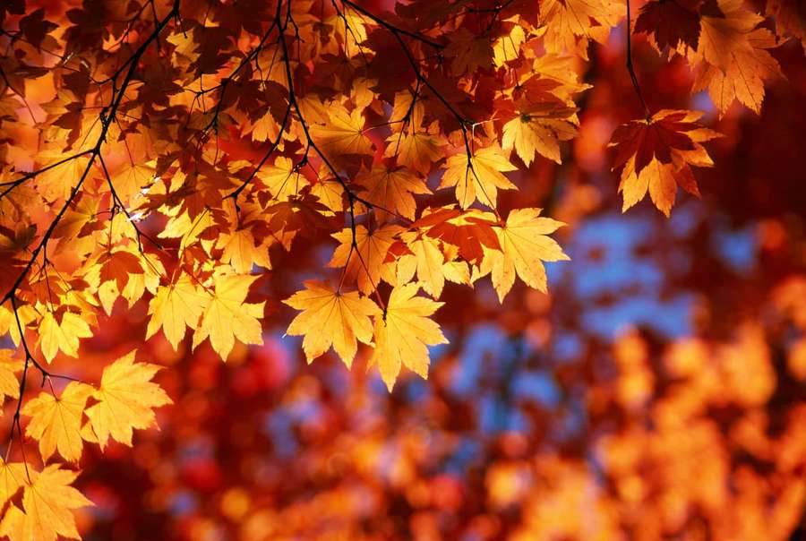 Golden maple leaves glowing in autumn sunlight against a blue sky. — Leaf Picture