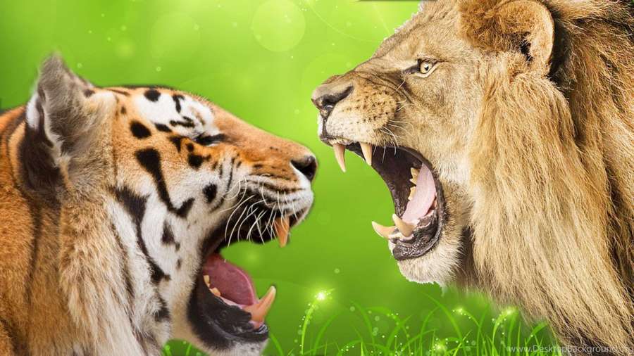 Um tigre e um leão rugem um para o outro em um campo gramado. — Leão e tigre Papéis de Parede