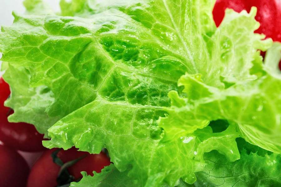 Hojas de lechuga verde frescas con gotas de agua y tomates cherry rojos. — Lechuga Fondos de pantalla