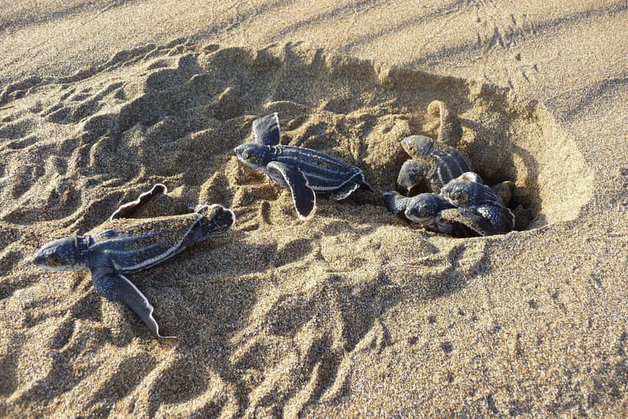 Lederen Zeeschildpad Achtergrond