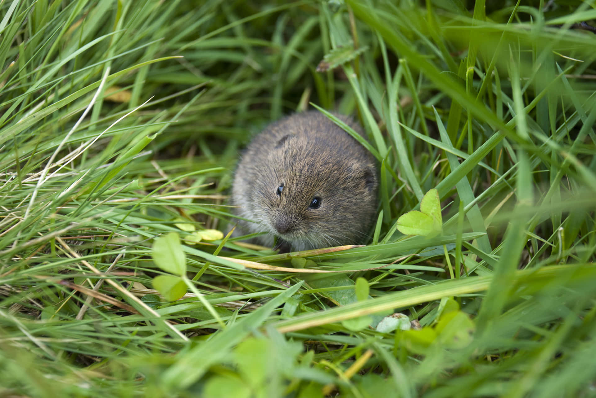 Lemming Fond d'écran