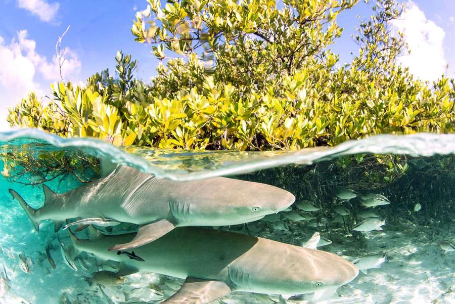 Hajer svømmer nær mangrove rødder i klart tropisk vand under en solrig himmel. — Lemon Shark Wallpapers