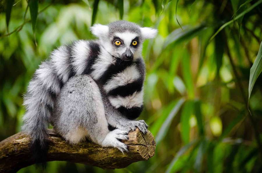 Ring-tailed lemur sitting on tree branch in green forest — Lemur Wallpaper
