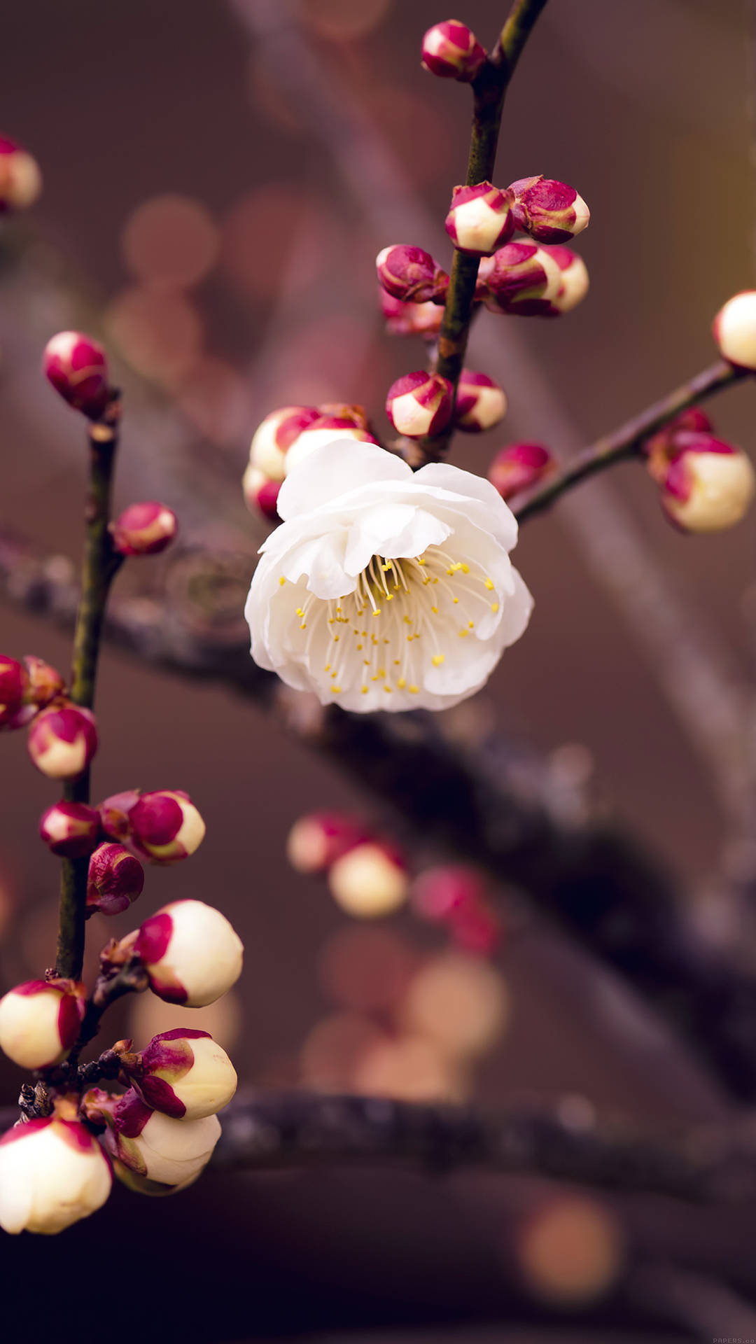 Lente Bloem Iphone Achtergrond