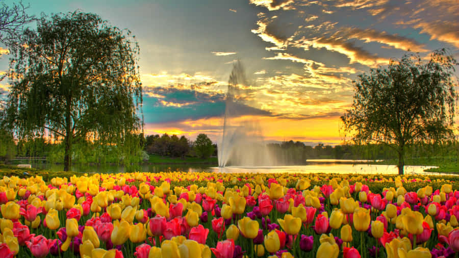 Lente Zonsondergang Achtergrond