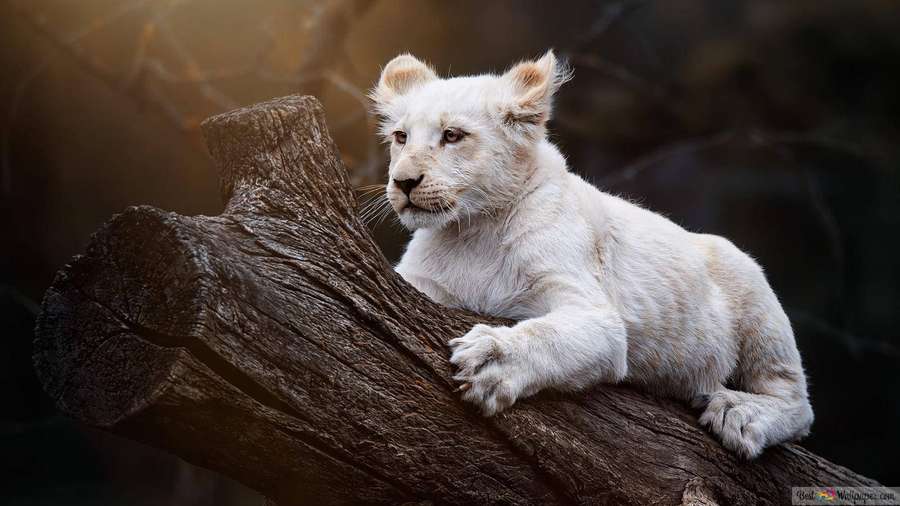 Cachorro de león blanco posado en un tronco de árbol en un bosque con luz solar filtrándose. — León bebé Fondos de pantalla
