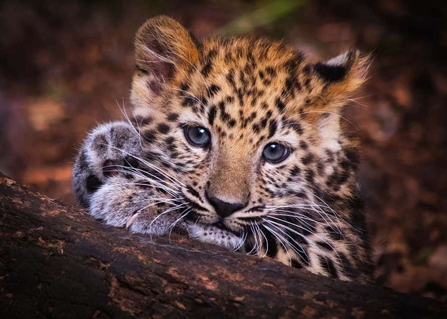 Leopard cub resting paw on log with big blue eyes — Leopard Aesthetic Wallpaper