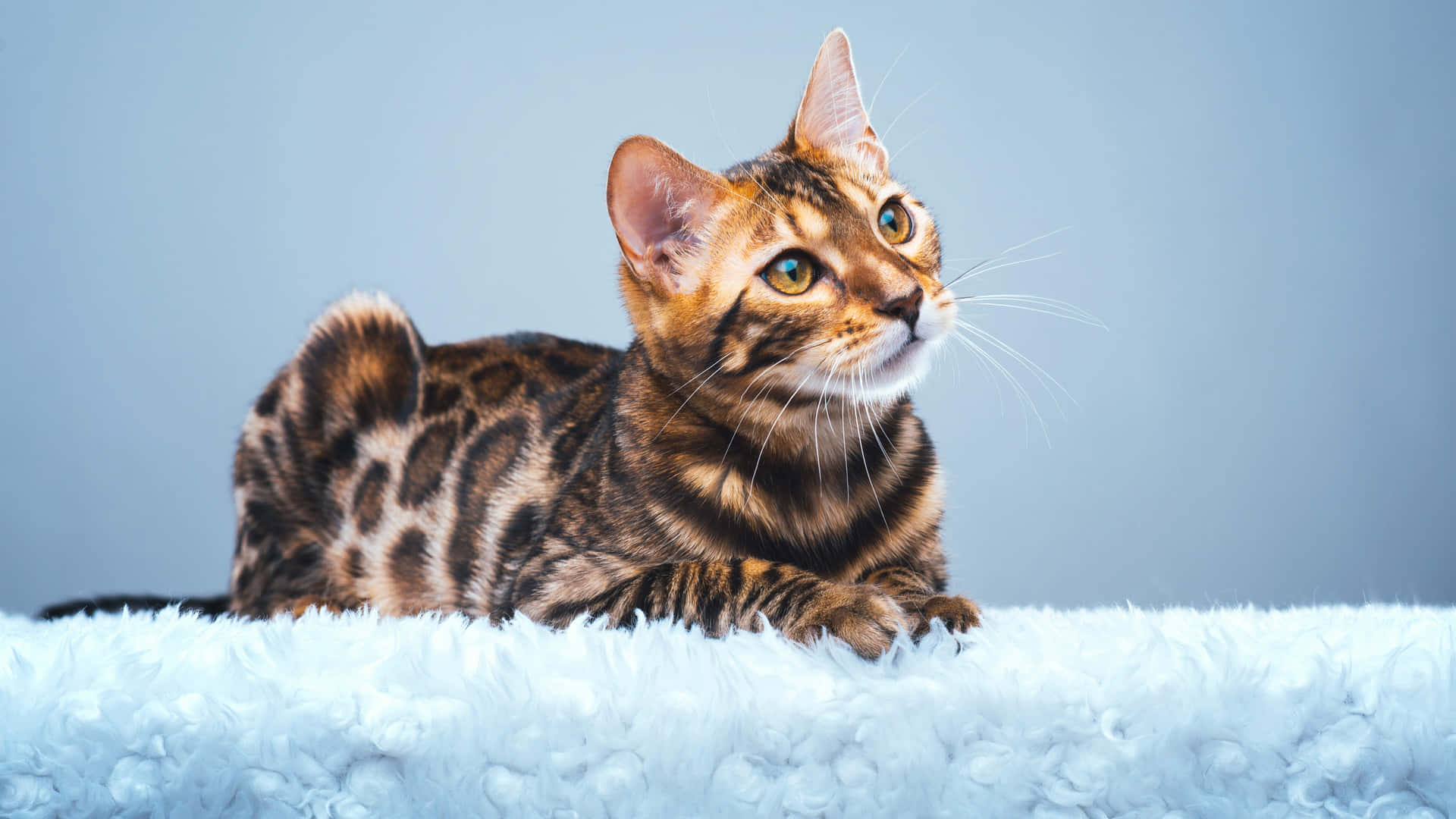 Leopard Cat Wallpaper