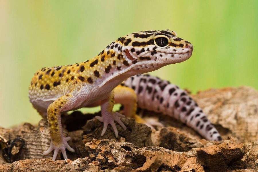 Gecko leopardo sobre corteza con piel moteada amarilla y negra — Leopard Gecko Fondos de pantalla