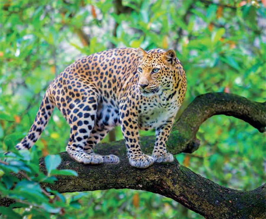 Leopard standing on a tree branch in a green forest — Leopard Picture
