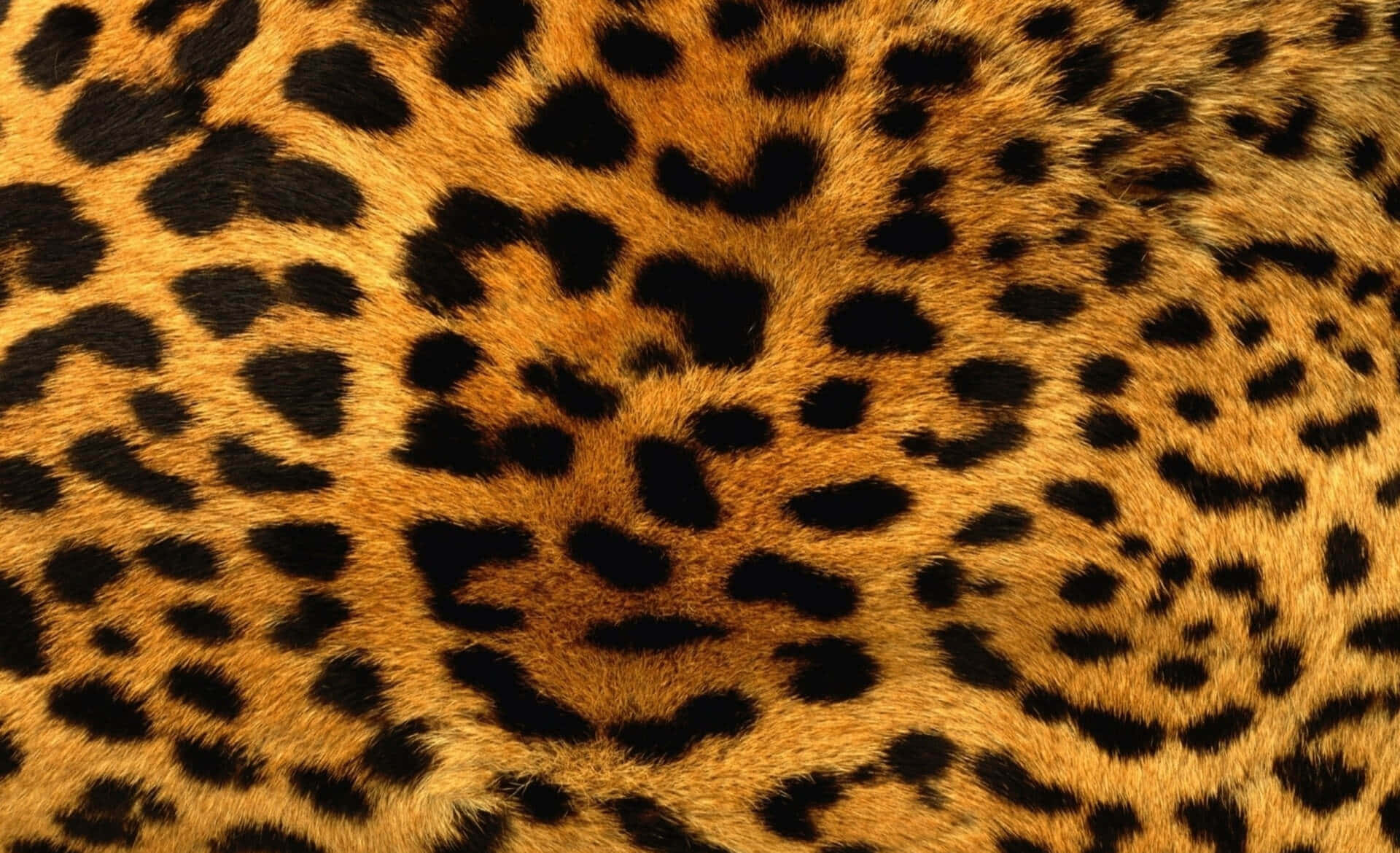 Leopardpelsmønster med svarte rosetter på gylden bakgrunn — Leopard Print Bakgrunner