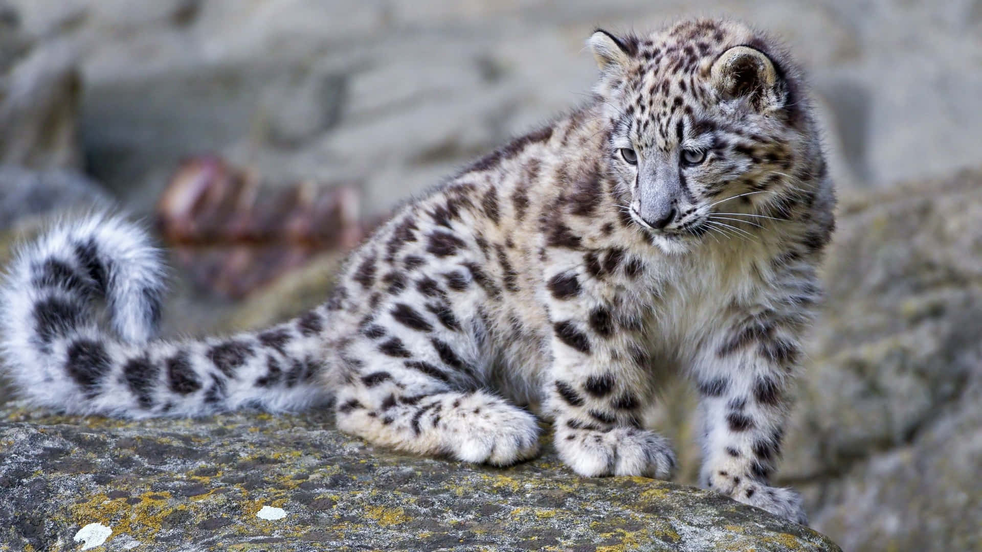 Leopardo Da Neve Papel de Parede