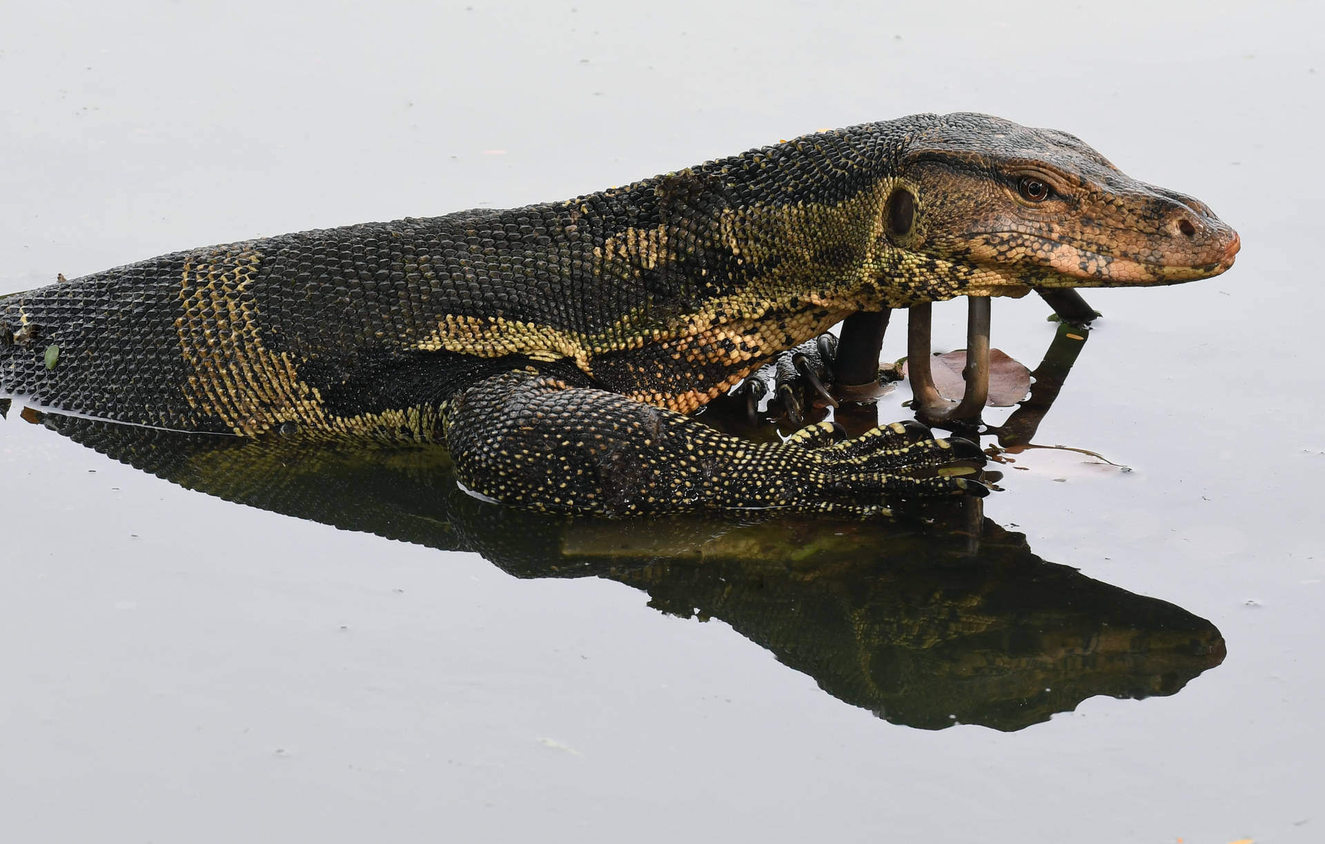 Lézard Moniteur Fond d'écran