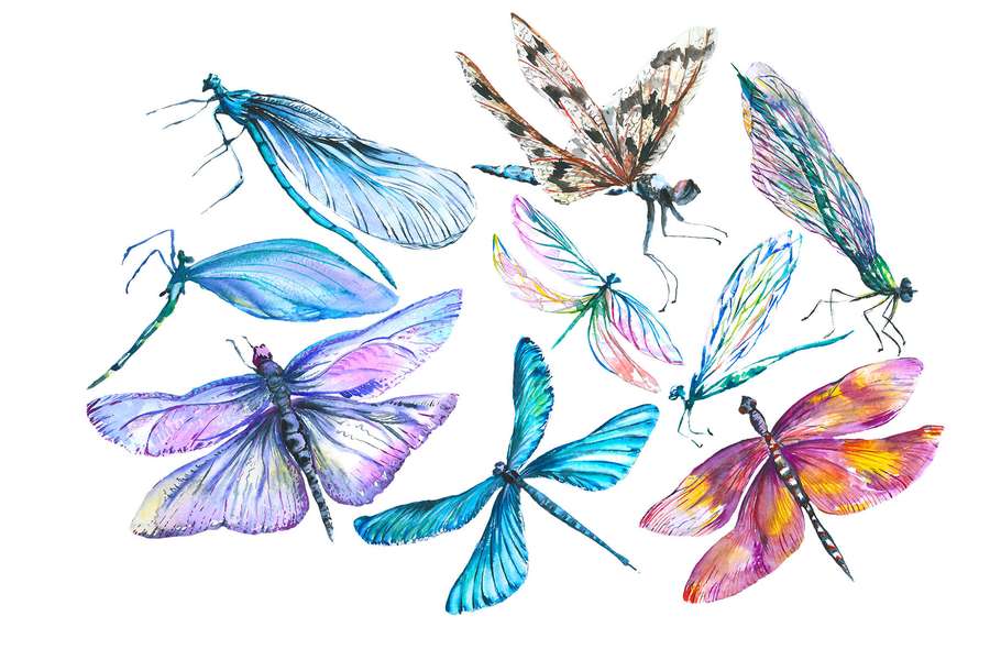 Bunte Aquarell-Libellen schweben in der Luft vor weißem Hintergrund — Libelle Wallpaper