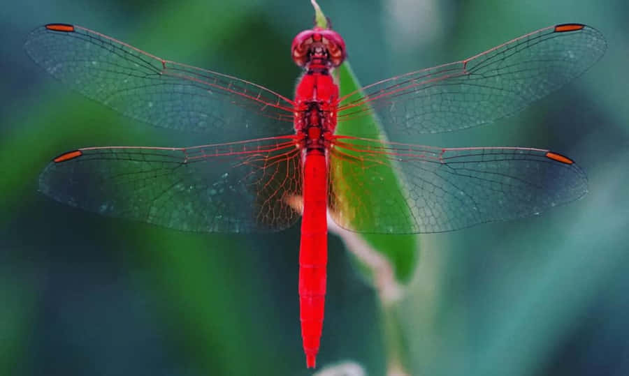 Libellule Rouge Fond d'écran