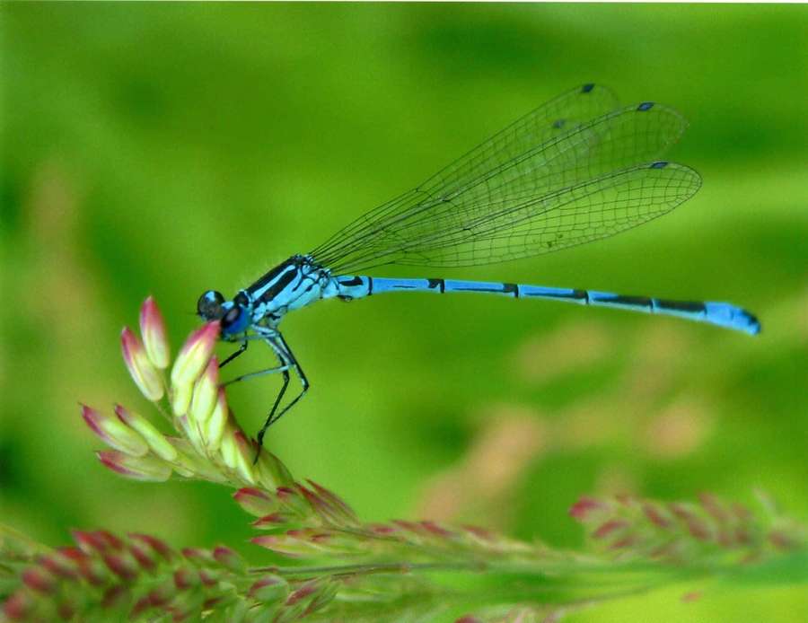Libélula azul descansando sobre una planta verde con capullos rosas — Libélula azul Fondos de pantalla