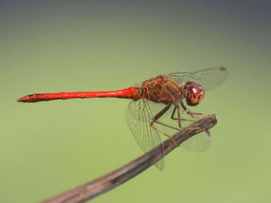 Una libélula roja descansando en una ramita en un entorno natural — Libélula roja Fondos de pantalla