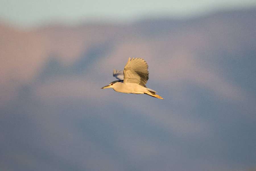 Garza nocturna de corona negra volando contra montañas al crepúsculo — Libertad Fondos de pantalla
