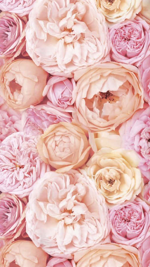 Light Pink Floral Iphone Wallpaper