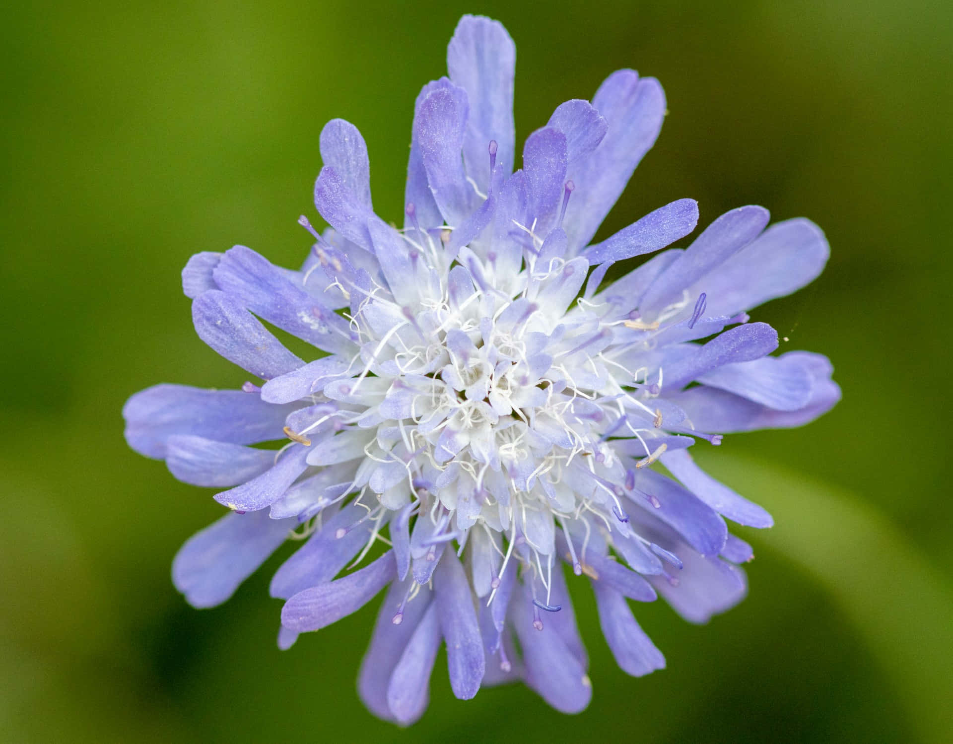 Light Purple Flower Wallpaper