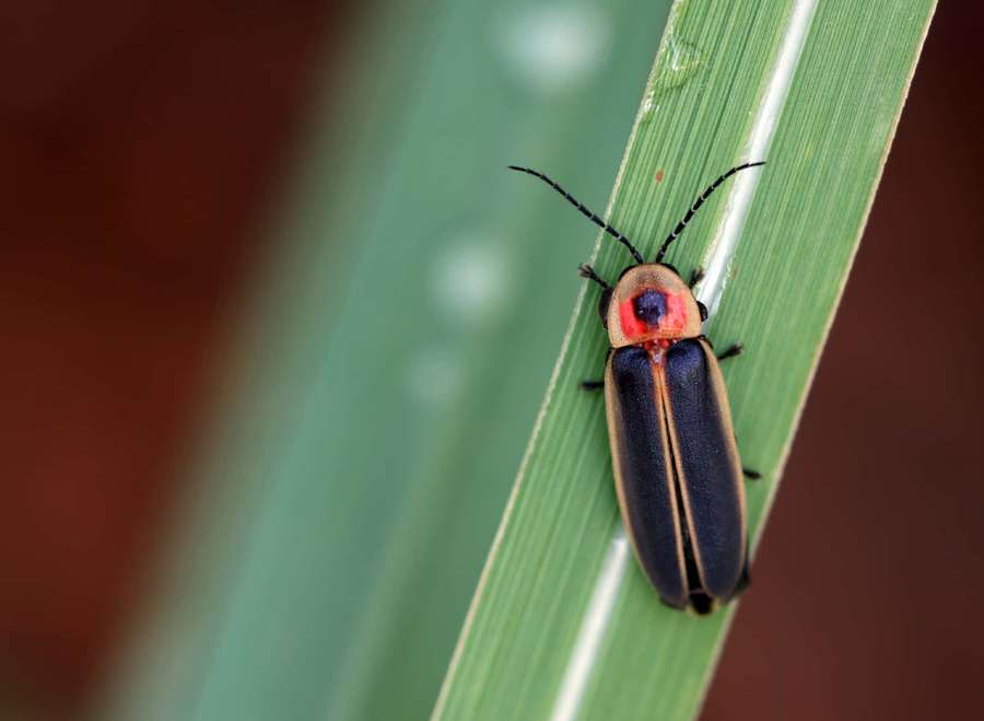 Ein Glühwürmchen ruht auf einem Grashalm bei natürlichem Licht. — Lightning Bug Wallpaper