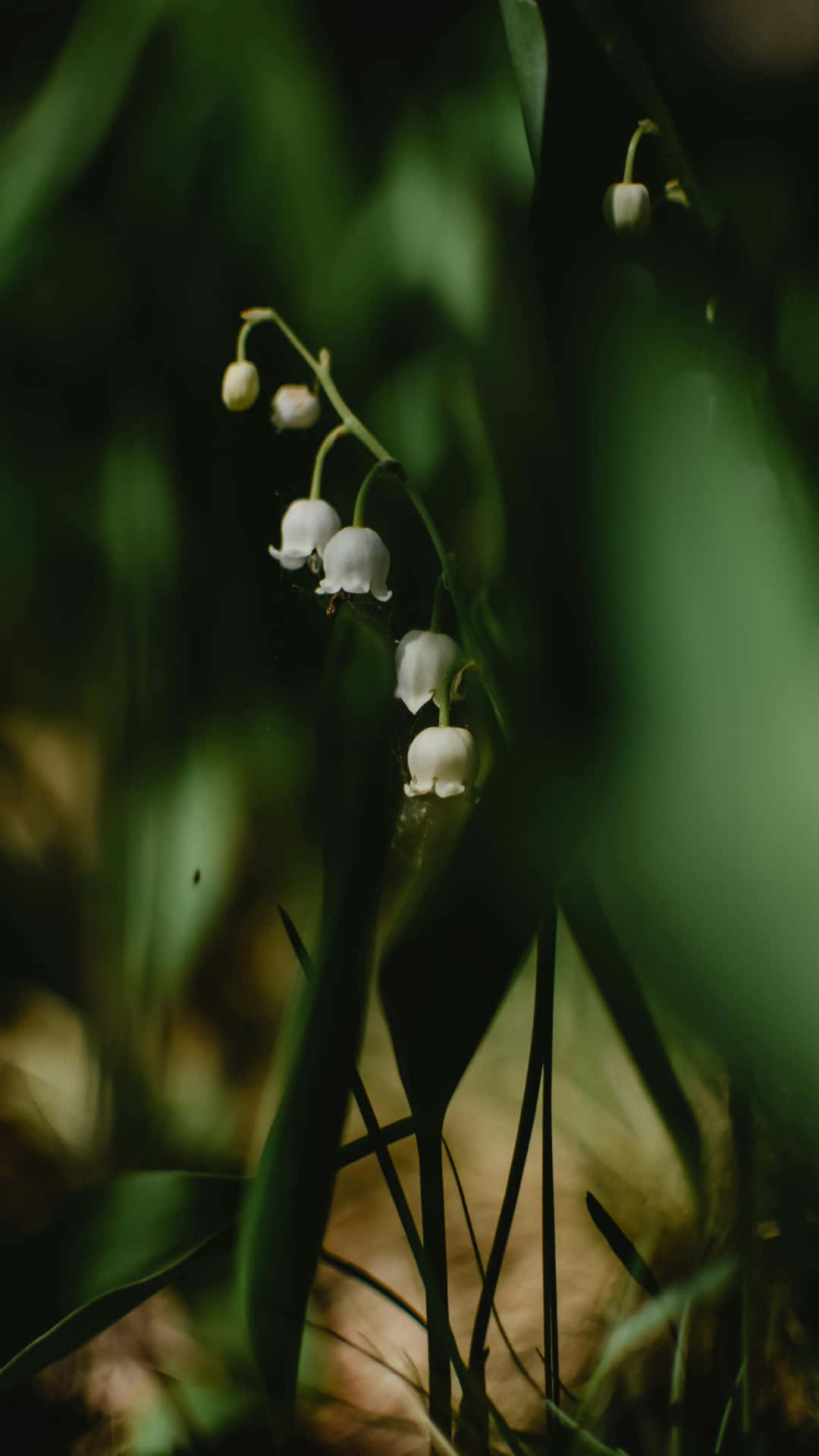 Lily Of The Valley Wallpaper