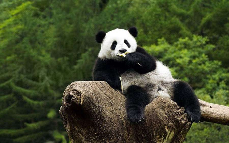 Panda gigante comendo bambu em um toco de árvore em uma floresta. — Linda panda Papéis de Parede