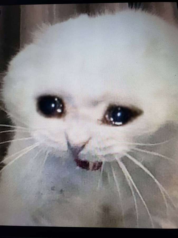Un gato blanco esponjoso con grandes ojos oscuros y una boca ligeramente abierta. — Lindo gato Fondos de pantalla