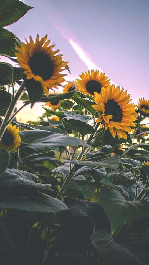 Unalegre girasol sonríe bajo el sol. — Lindo Girasol Fondos de pantalla