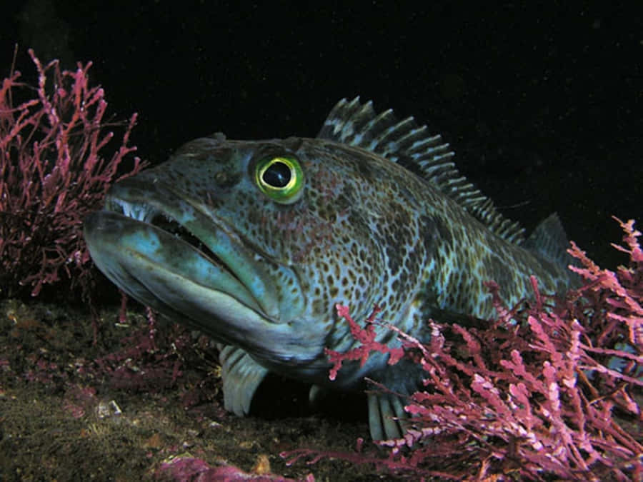 Lingcod Fond d'écran