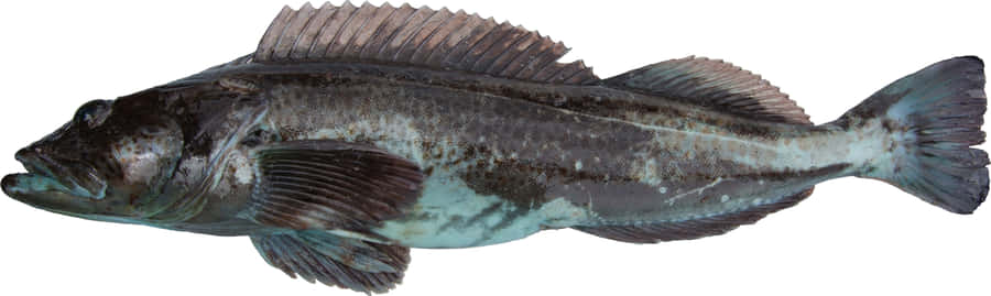 Lingcod Taustakuva